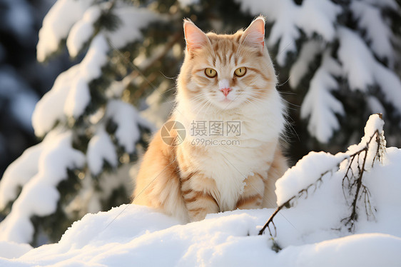 冬日雪中的猫咪图片