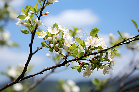 桃花和树叶一株桃花树枝背景