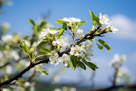 桃花和树叶春季桃花树枝背景