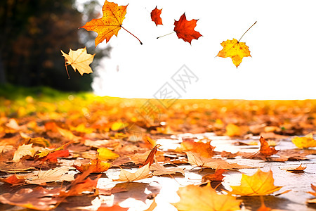 金黄色的秋季公园景观背景图片