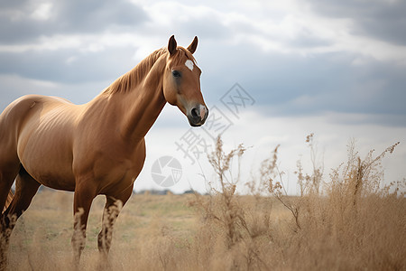 草原上的一匹马背景图片