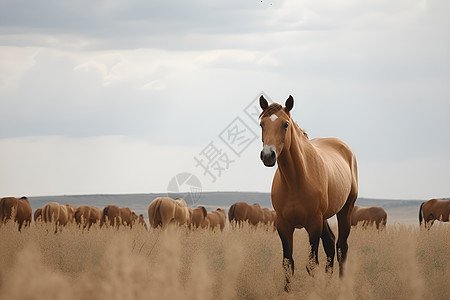 一匹马站在高草上图片