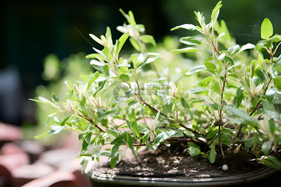 阳光下的植物图片