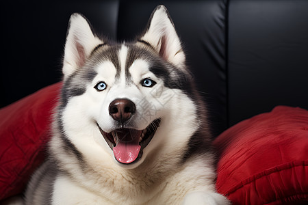 哈士奇犬躺在黑色沙发上图片