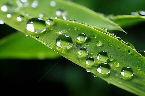 雨后的树叶图片