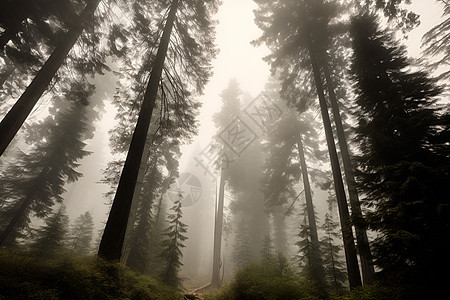 森林中的雾霾图片