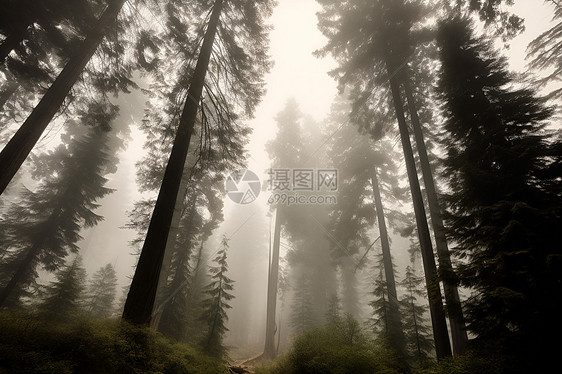 森林中的雾霾图片