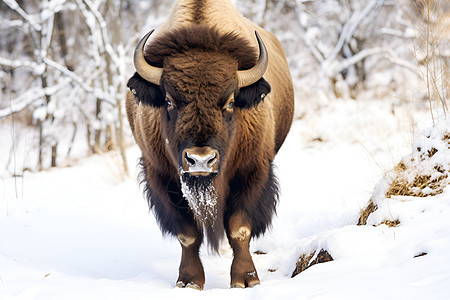 冬季雪地中的野牛图片