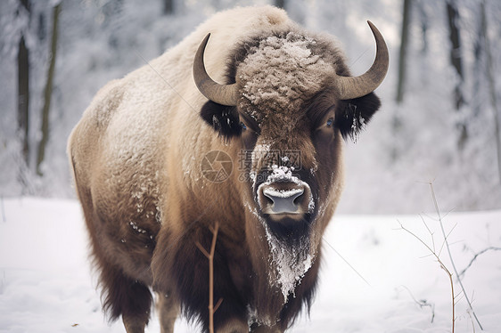 雪地中站立的野牛图片