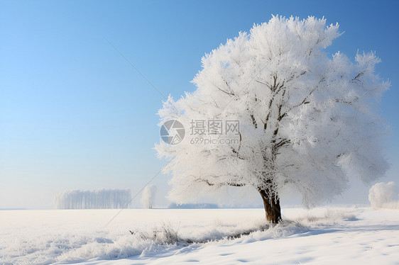 积雪山坡上的孤树图片