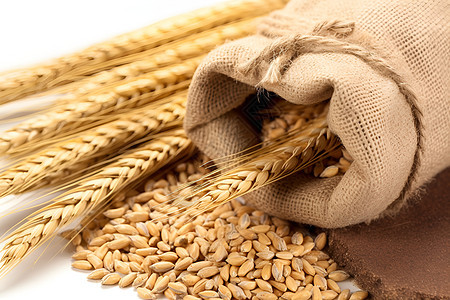 桌面上成熟的大麦背景图片