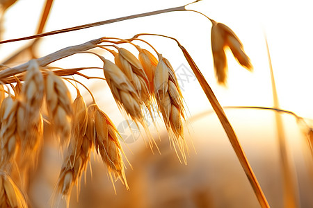 麦子田田地中丰收的麦子背景