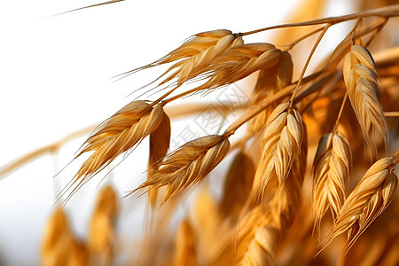 户外田地里面金黄的麦子图片