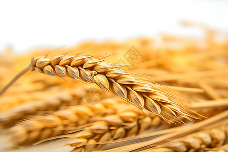 麦田中丰收的谷物小麦背景图片