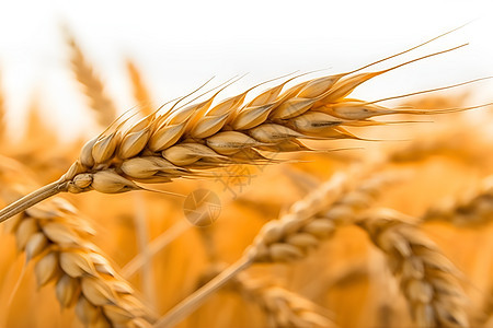 麦田中成熟的小麦图片