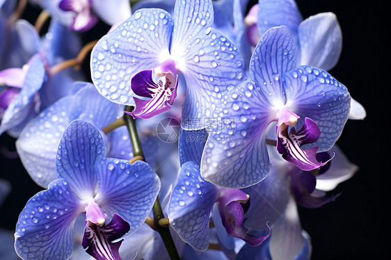 蓝色花朵上的水滴图片