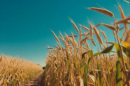 麦田中金黄的稻谷背景图片