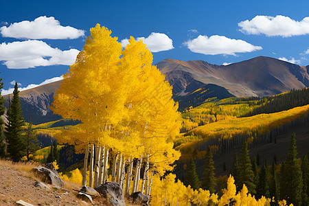 山脉上的黄色树木图片