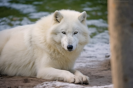 白色狼在雪地中休憩图片