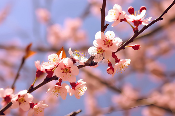 春日樱花图片