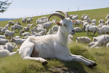 草坡上一只山羊图片
