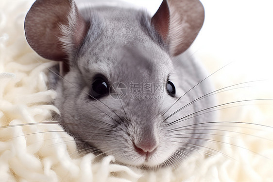 可爱的灰色鼠图片