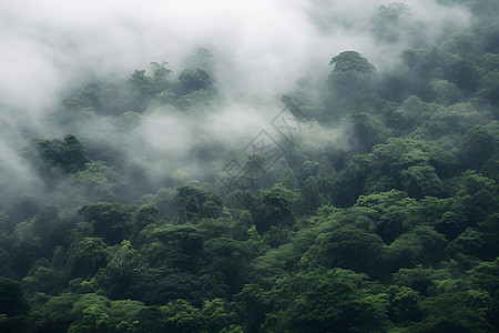 云雾缭绕中的山林图片