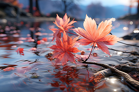 水中红枫叶背景图片