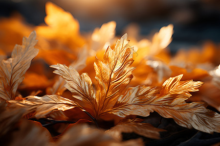 秋叶之美图片