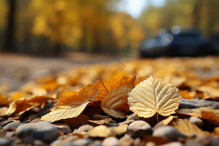 枯黄秋叶斑驳树叶高清图片