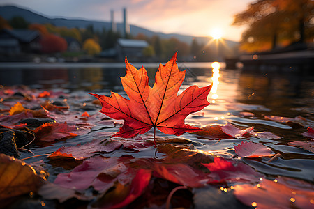 树叶水夕阳下的树叶背景