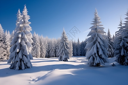 冬日积雪山林图片