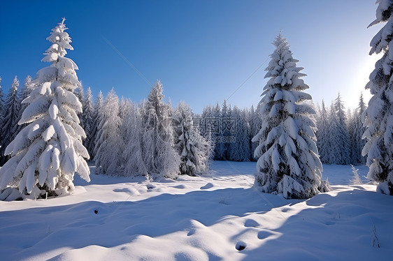 冰雪中的树林图片