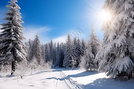 冬日积雪山林间的车辙图片