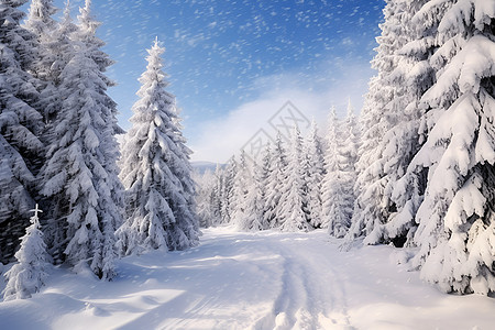 大雪覆盖林间道路图片