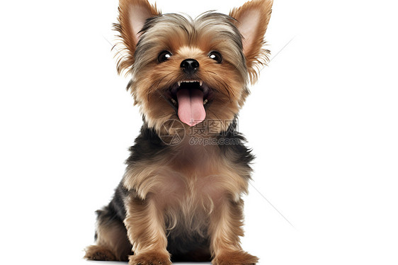 微笑的约克夏小狗图片