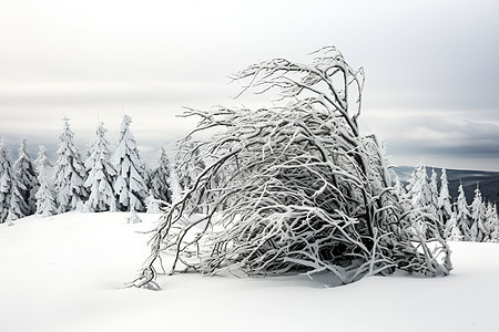 白雪覆盖下的灌木丛背景图片