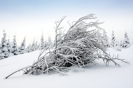 冰雪覆盖下的山林奇景图片