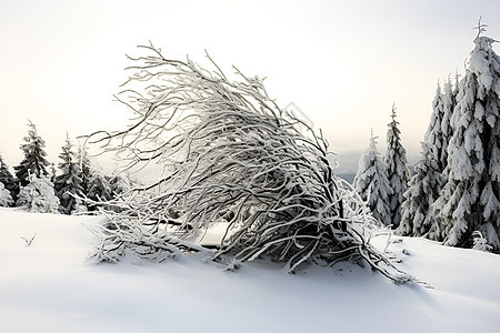 冬日飘雪中的树丛背景图片