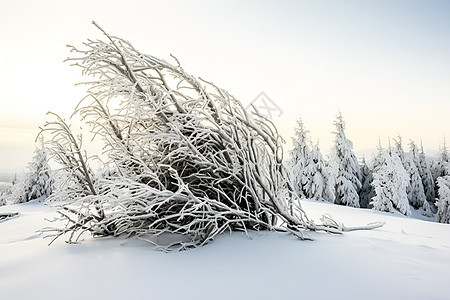 白雪覆盖的树丛图片