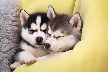 两只小狗一起睡在黄色沙发上图片