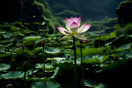 池塘中盛开的莲花图片