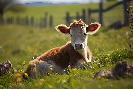 田野中的牛崽图片