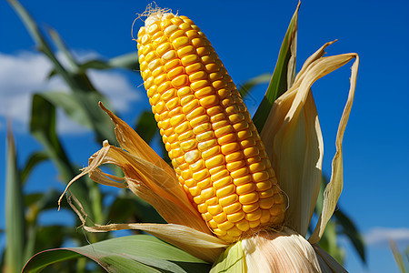 田地里面成熟的玉米图片