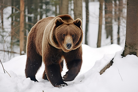 棕熊漫步图片