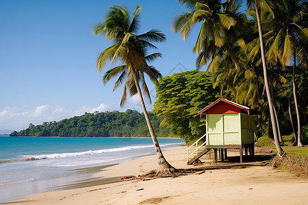 海滩椰树上的小屋图片