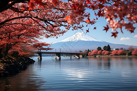 红叶桥上的秋日富士背景图片