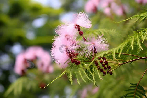 丝绸中的花海图片