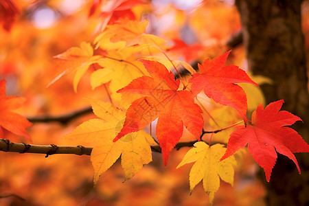 秋季红黄枫叶图片
