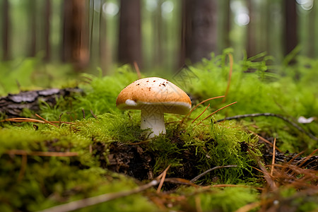 地面上一朵蘑菇高清图片